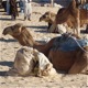 Camels in Algeria