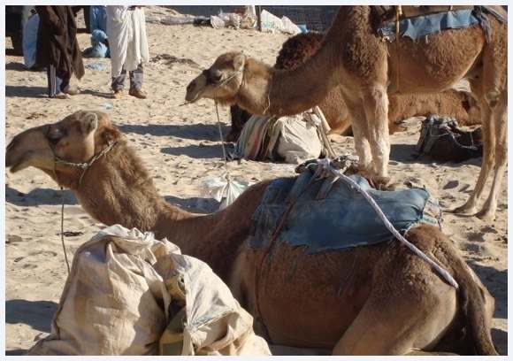 Camels at El Oued market, Algeria