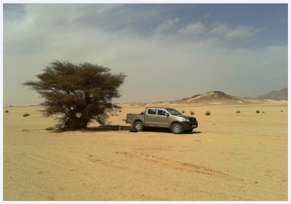 Algerian Sahara: a loneome tree, 4X4 and sand