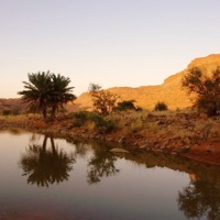 Desert oasis full of water in southern Algeria