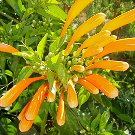 Sahara flower