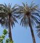 Palm trees in Timimoun